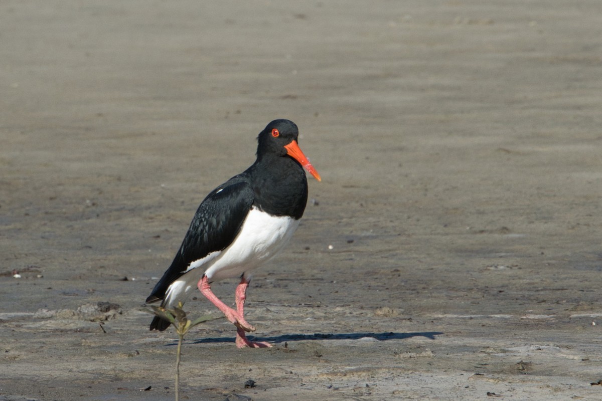 Pied Oystercatcher - Helen Leonard