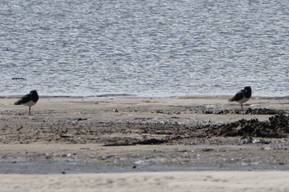 Pied Oystercatcher - Helen Leonard