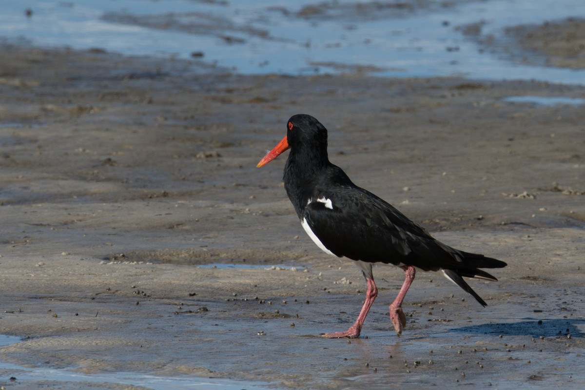 Pied Oystercatcher - ML618948611