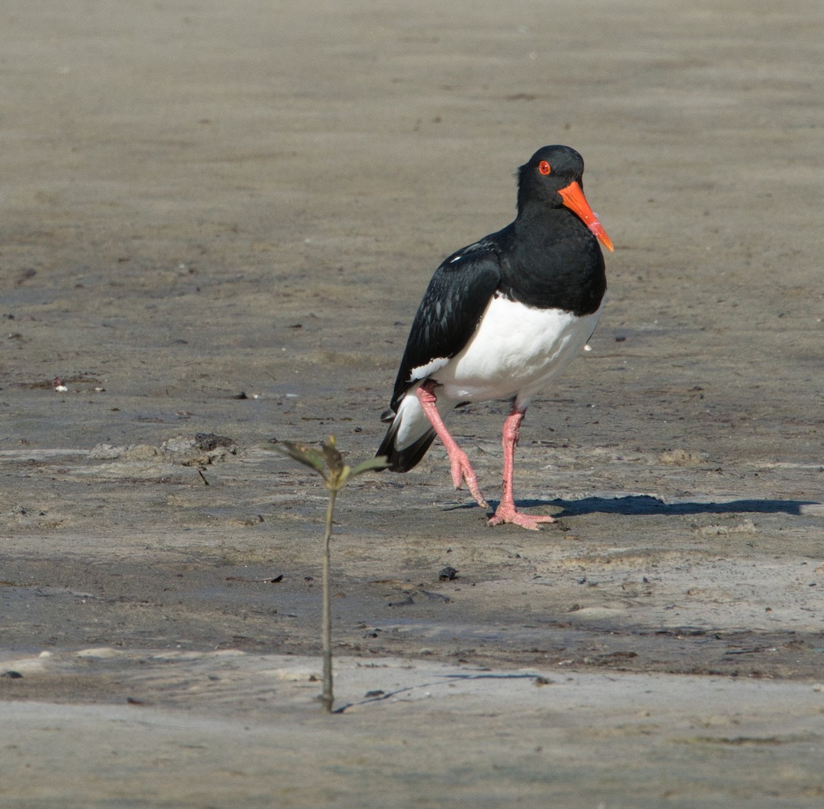 Pied Oystercatcher - Helen Leonard