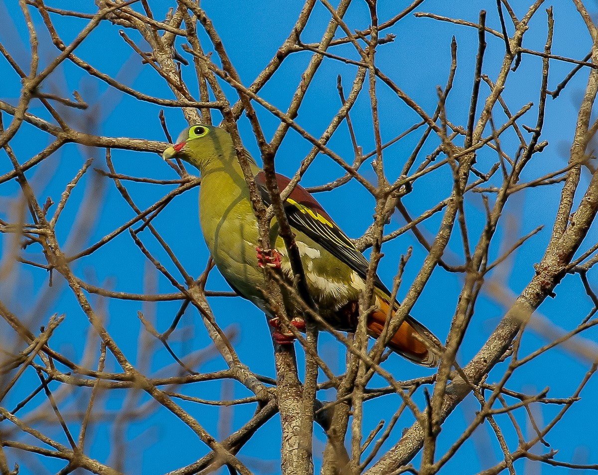 Thick-billed Green-Pigeon - Neoh Hor Kee
