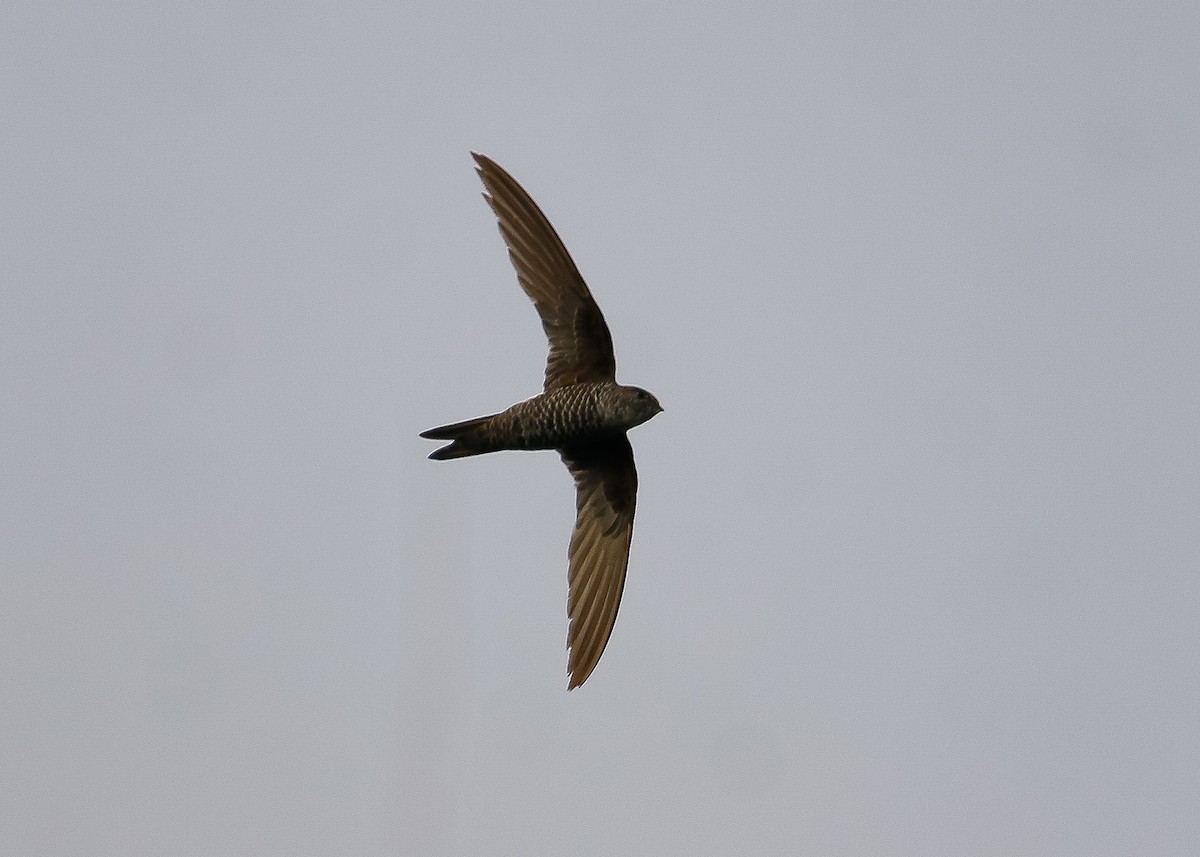 Pacific Swift - ML618948625