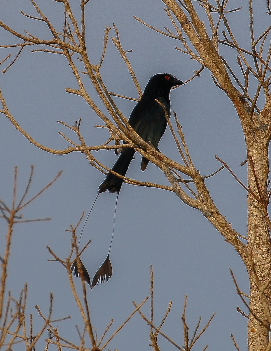 Greater Racket-tailed Drongo - Neoh Hor Kee