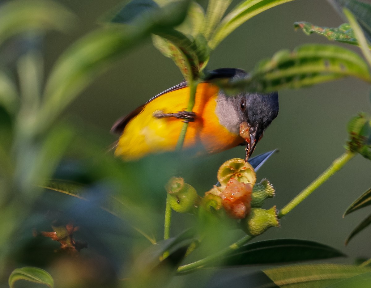Orange-bellied Flowerpecker - Neoh Hor Kee