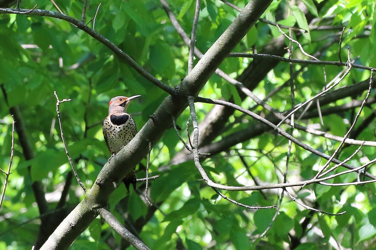 Northern Flicker - ML618948655