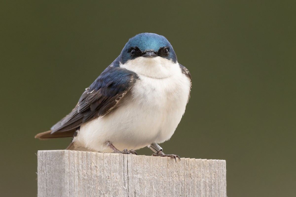 Tree Swallow - Jeff Dyck