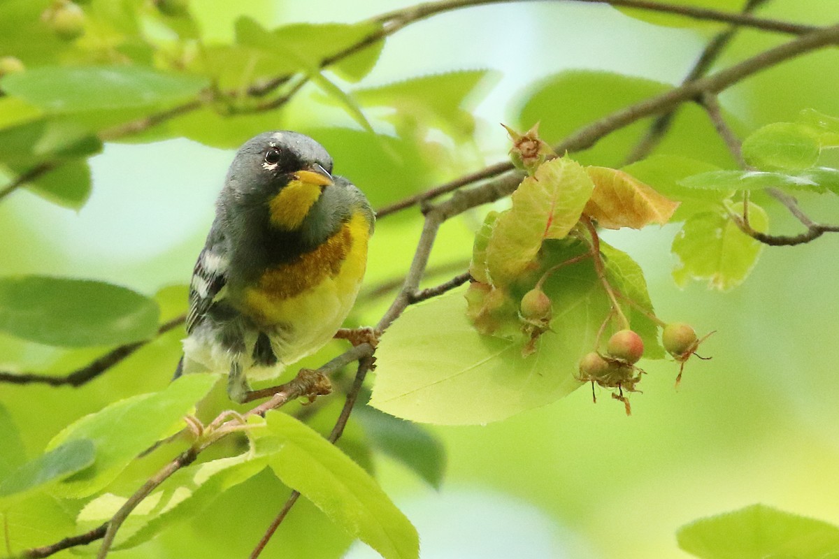 Northern Parula - Scott Eaton