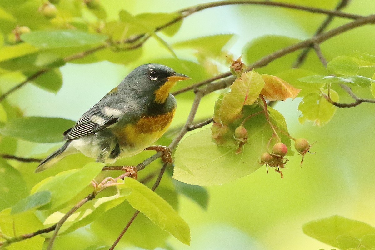 Northern Parula - Scott Eaton