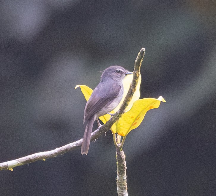 Ussher's Flycatcher - Marie Lister