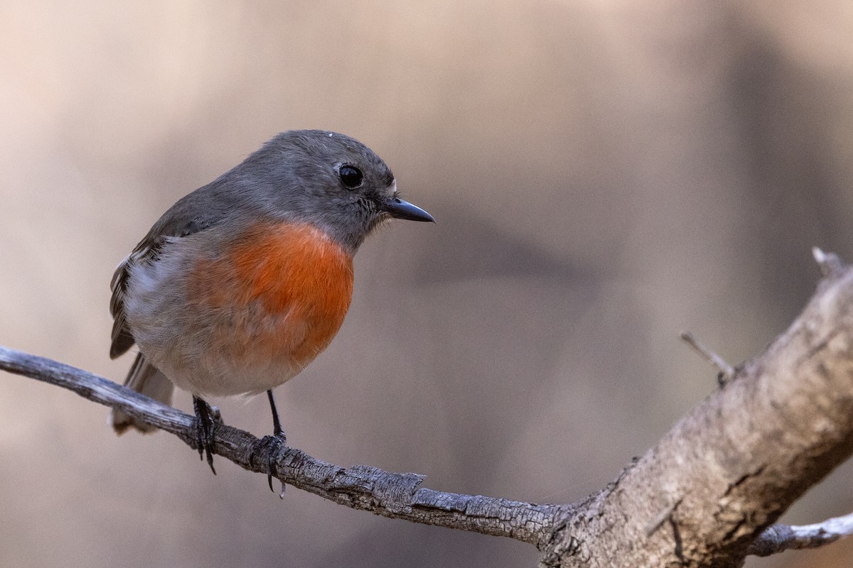 Scarlet Robin - Richard and Margaret Alcorn