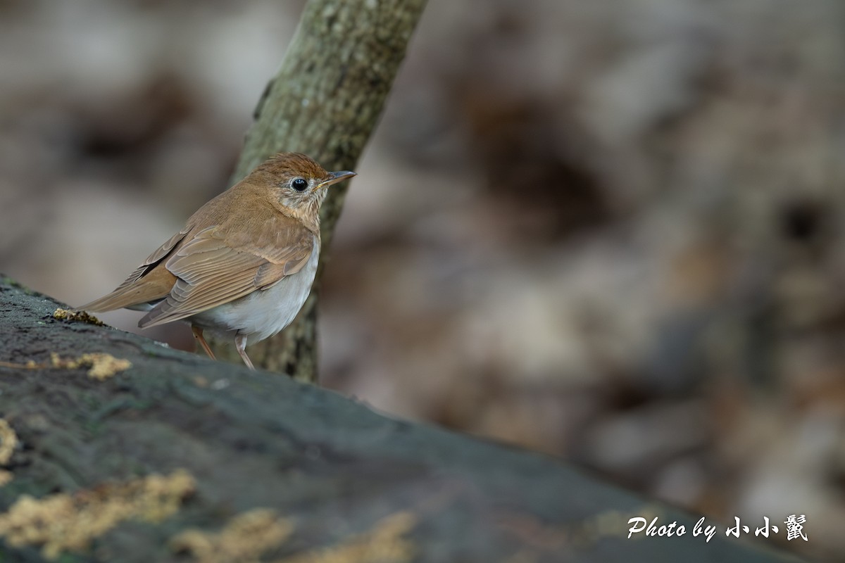 Veery - Hanyang Ye