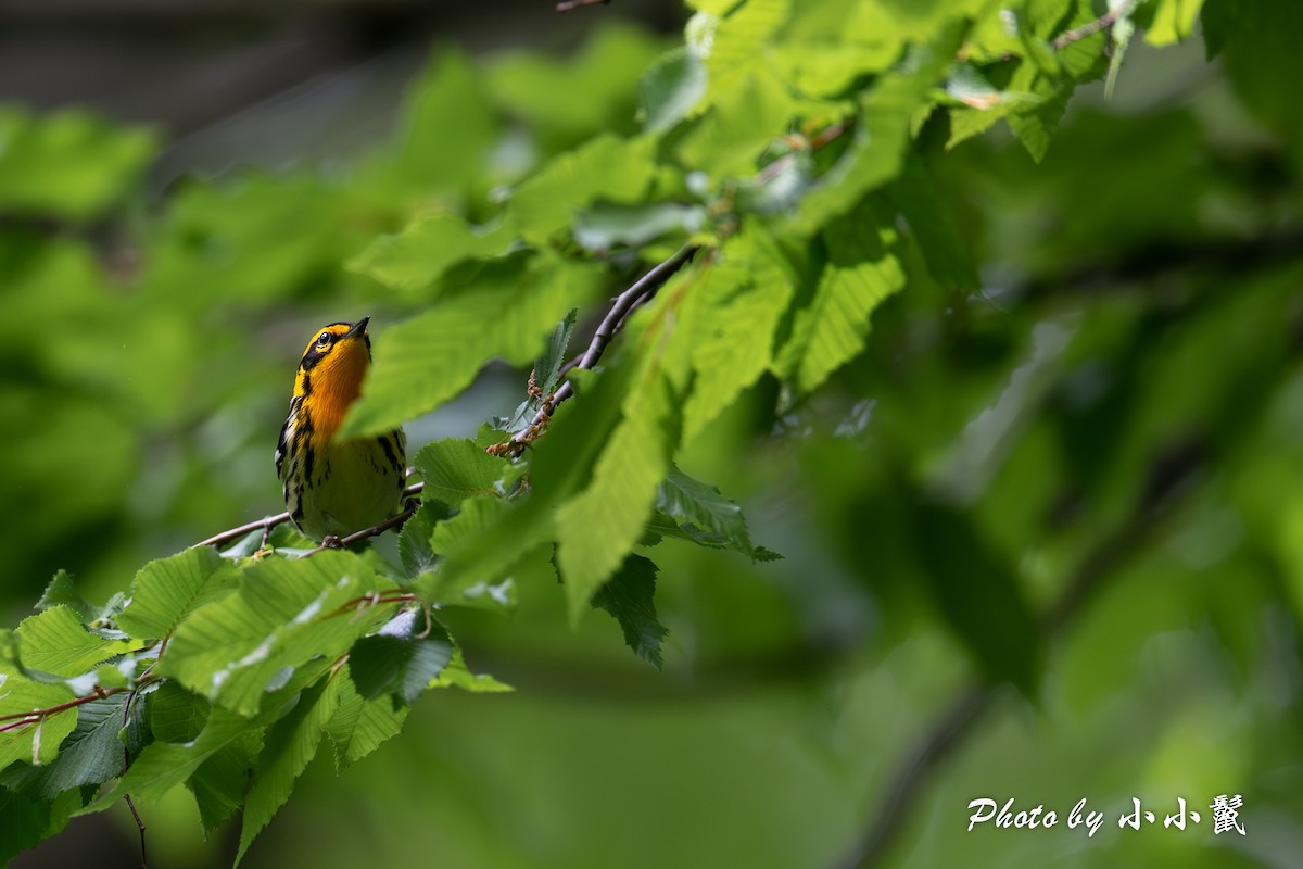 Blackburnian Warbler - Hanyang Ye