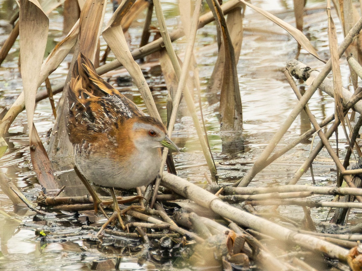 Baillon's Crake (Eastern) - ML618948712