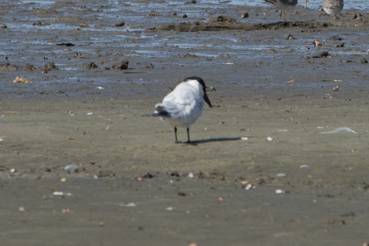 Australian Tern - Helen Leonard