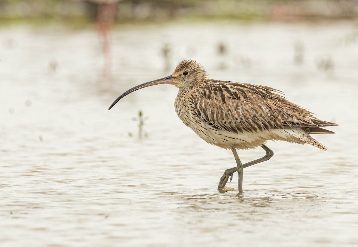 Eurasian Curlew - ML618948735