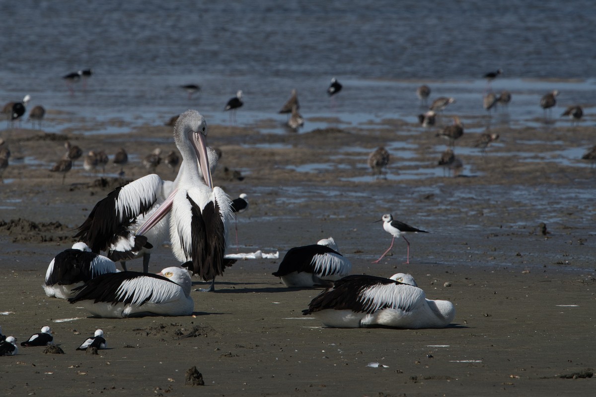 Australian Pelican - ML618948744