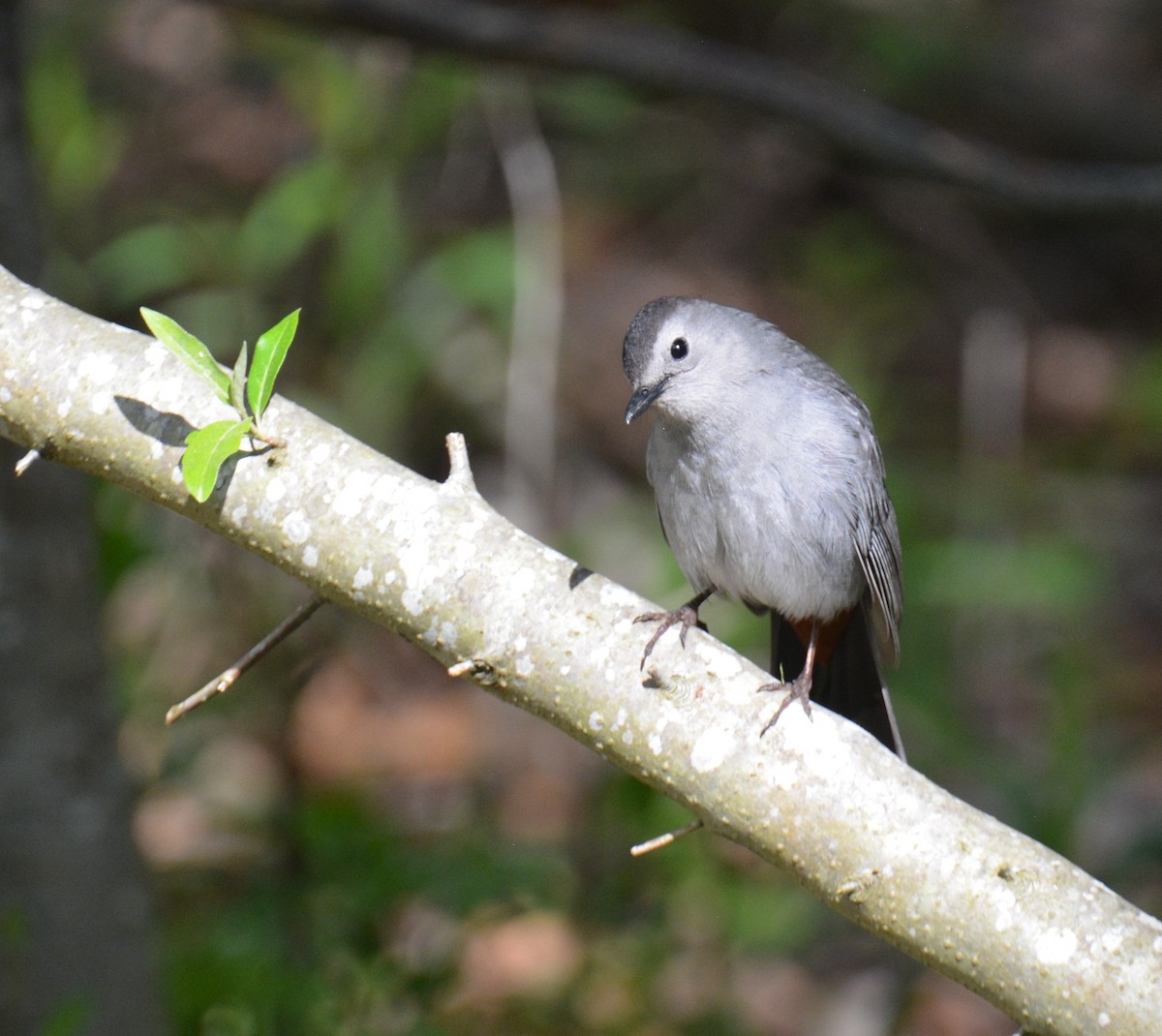 Gray Catbird - Micky Komara