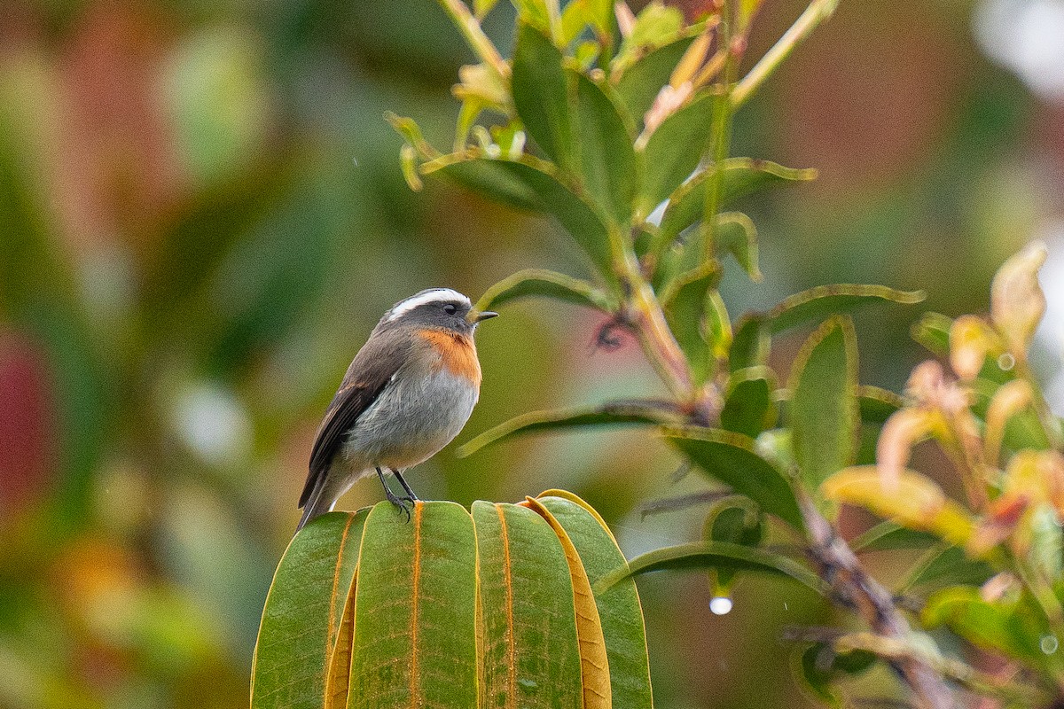 Rufous-breasted Chat-Tyrant - Soumyadeep  Chatterjee