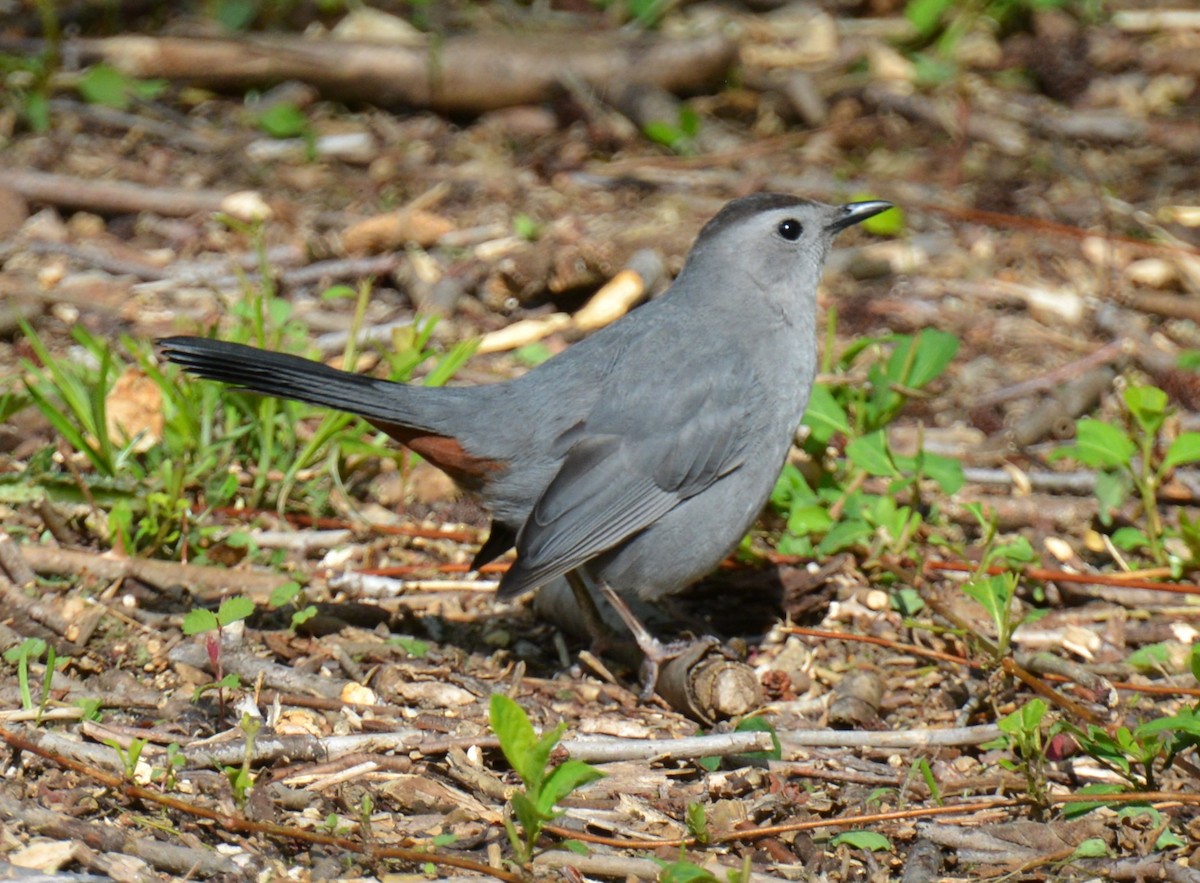 Gray Catbird - Micky Komara