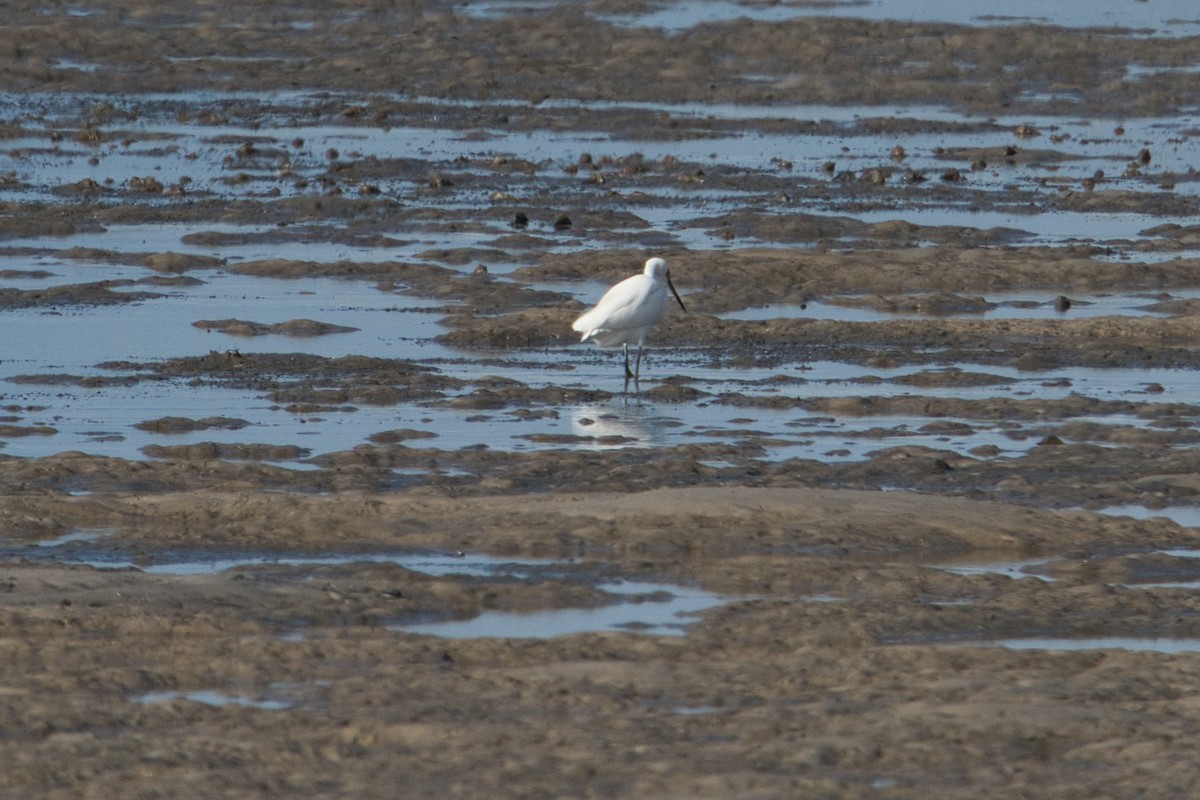 Little Egret (Australasian) - ML618948762