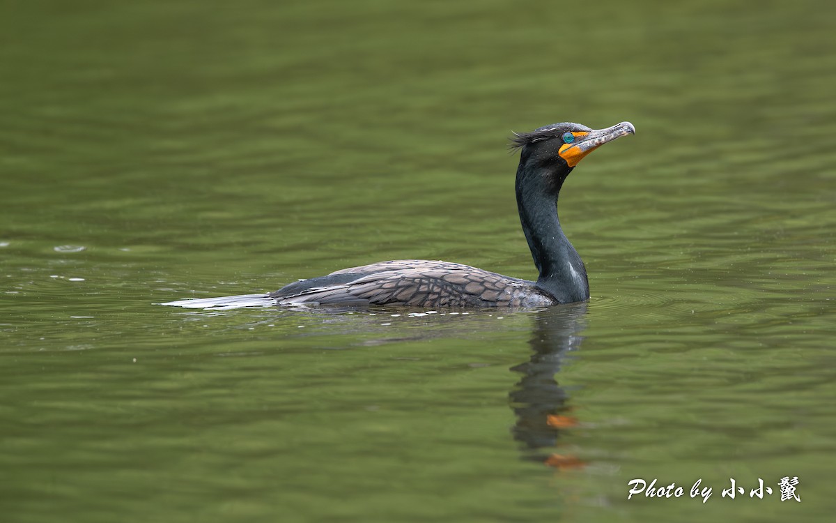 Double-crested Cormorant - Hanyang Ye