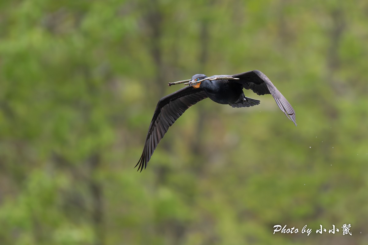 Double-crested Cormorant - Hanyang Ye