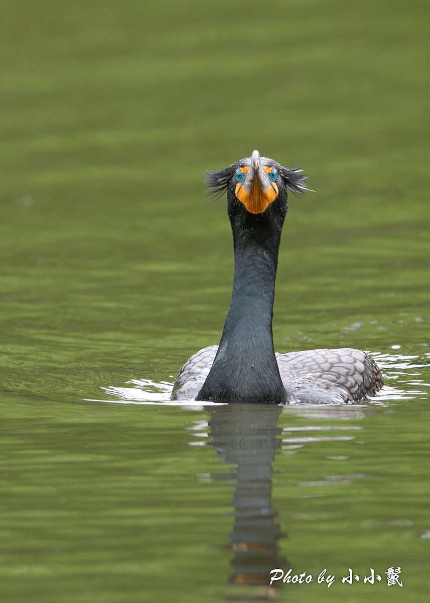 Double-crested Cormorant - Hanyang Ye