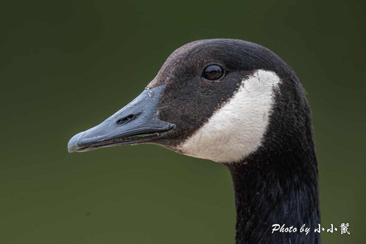 Canada Goose - ML618948771