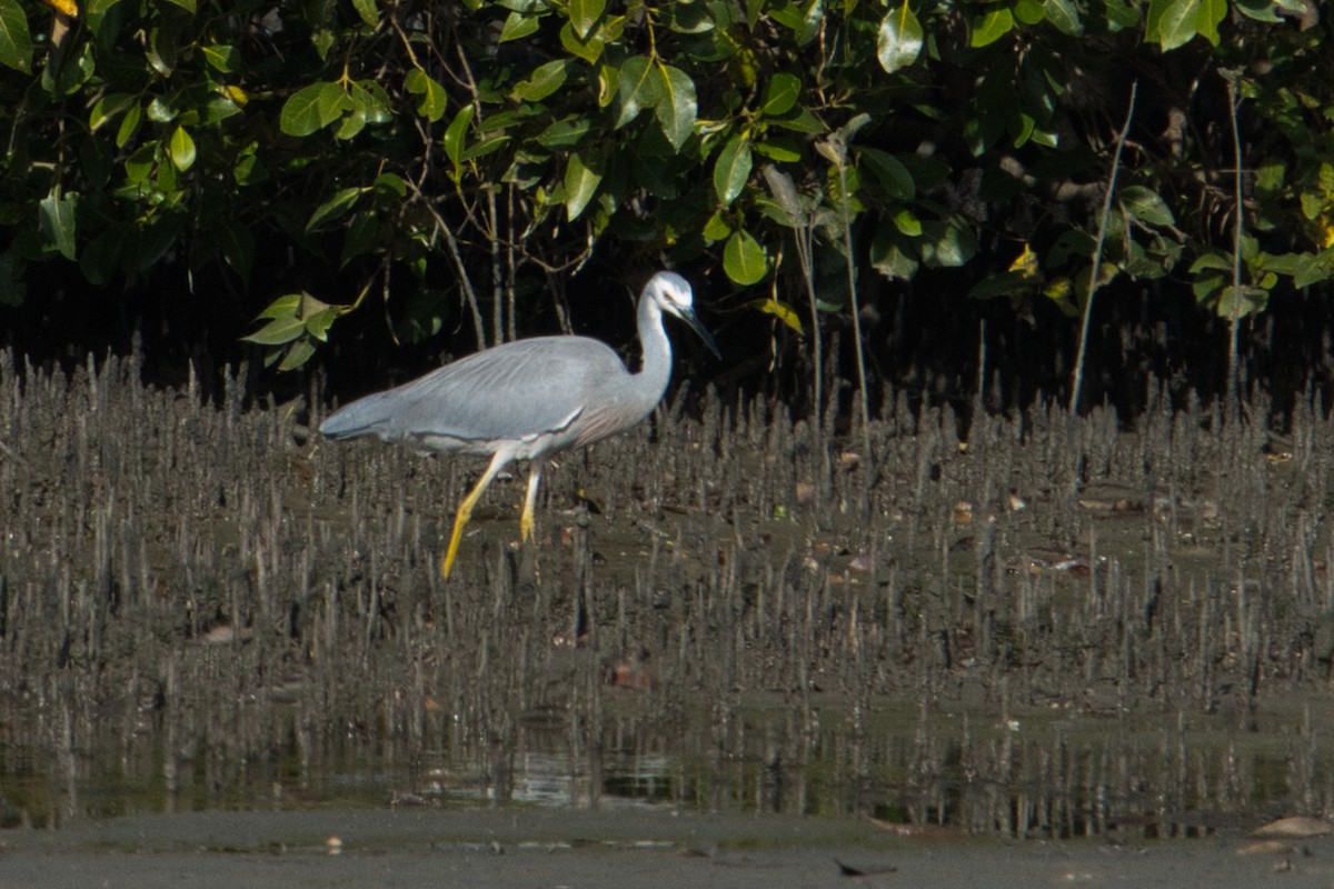 White-faced Heron - Helen Leonard