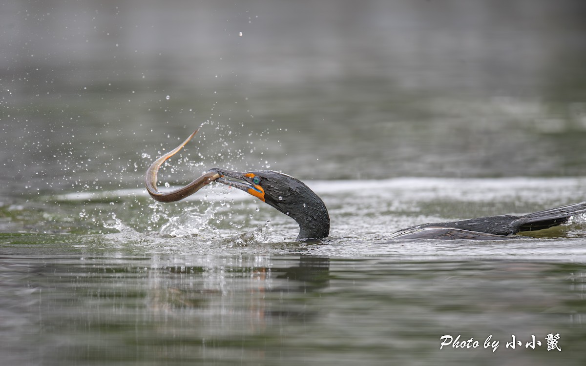 Double-crested Cormorant - Hanyang Ye