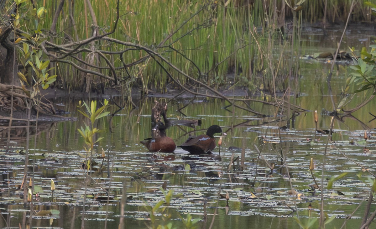 Hartlaub's Duck - Marie Lister