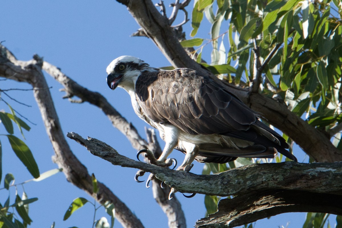 Águila Pescadora (Australia) - ML618948794