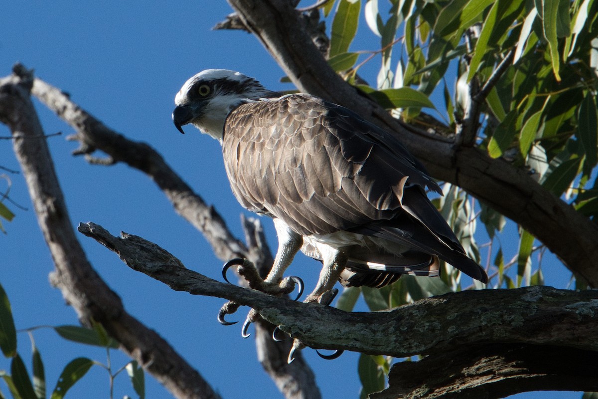 Águila Pescadora (Australia) - ML618948795