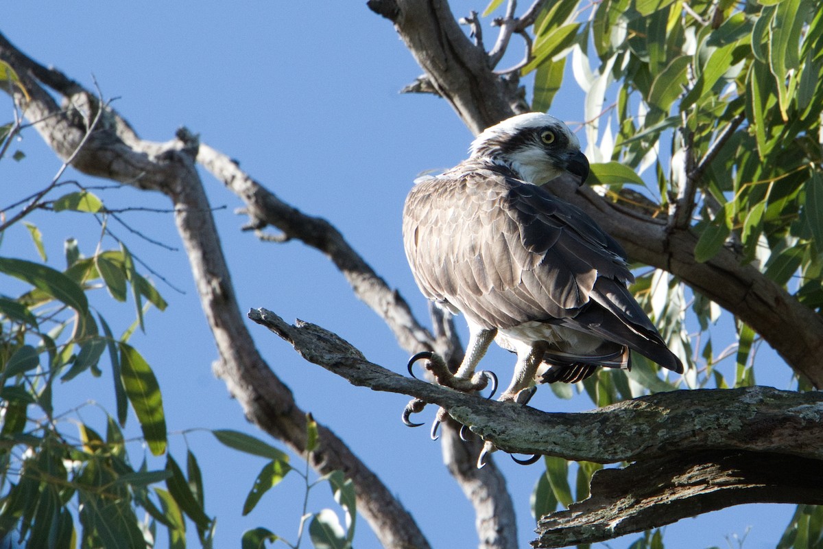 Águila Pescadora (Australia) - ML618948796