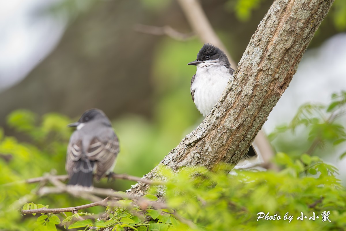 Eastern Kingbird - Hanyang Ye