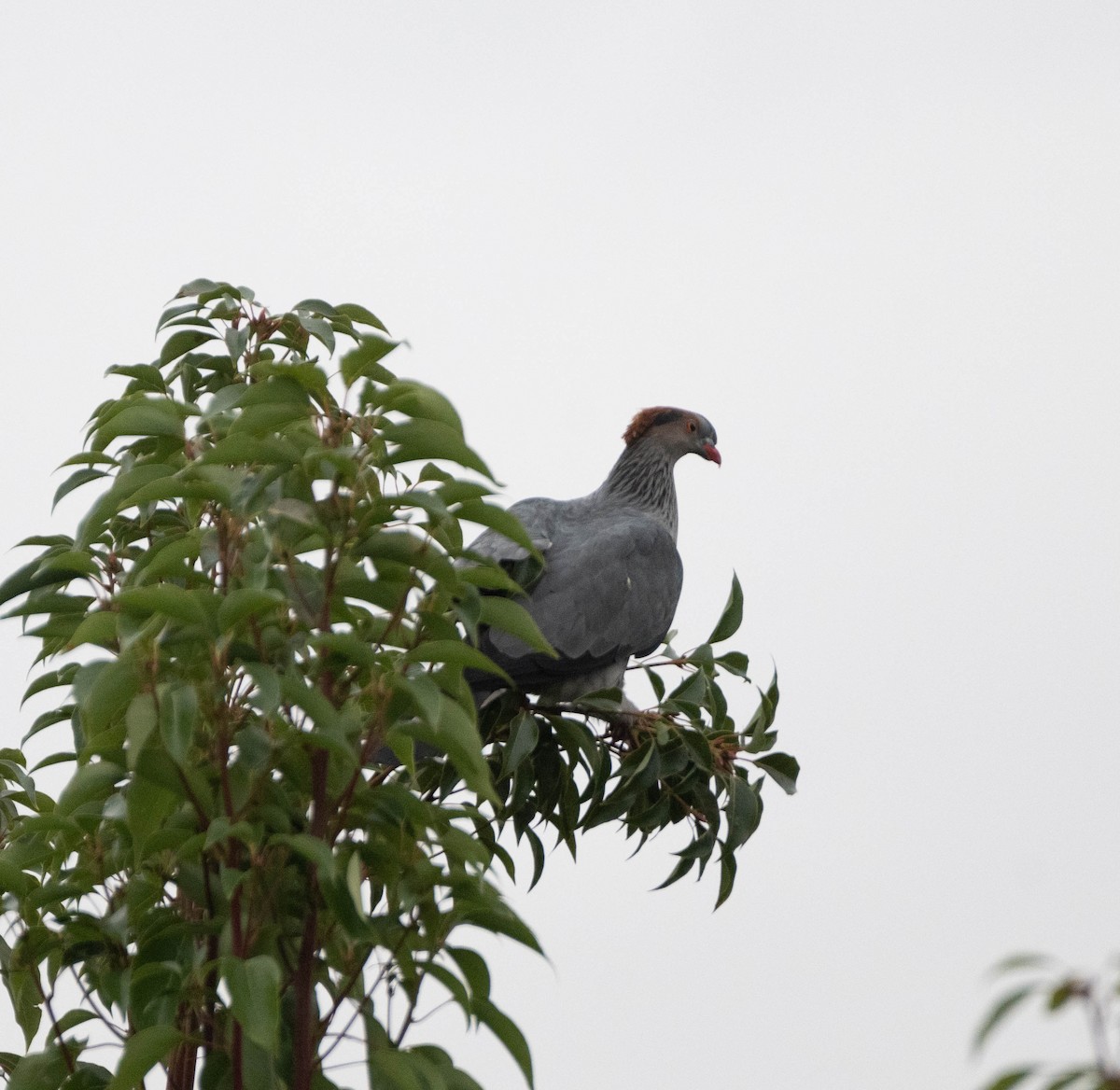 Topknot Pigeon - ML618948811