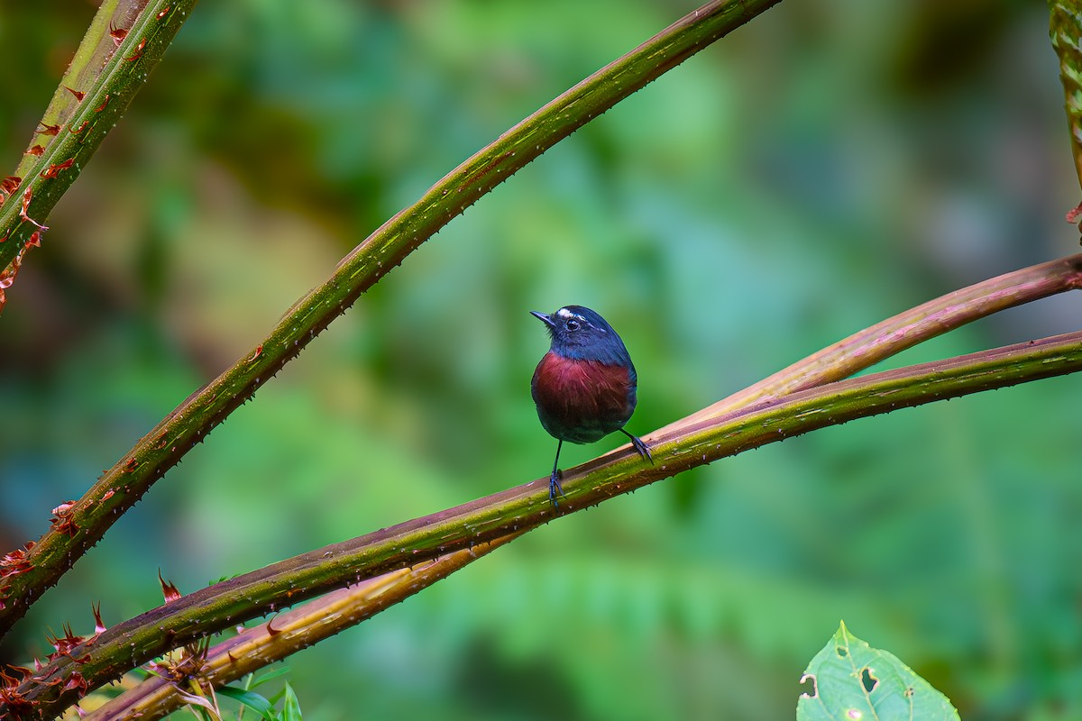 Maroon-belted Chat-Tyrant - ML618948815