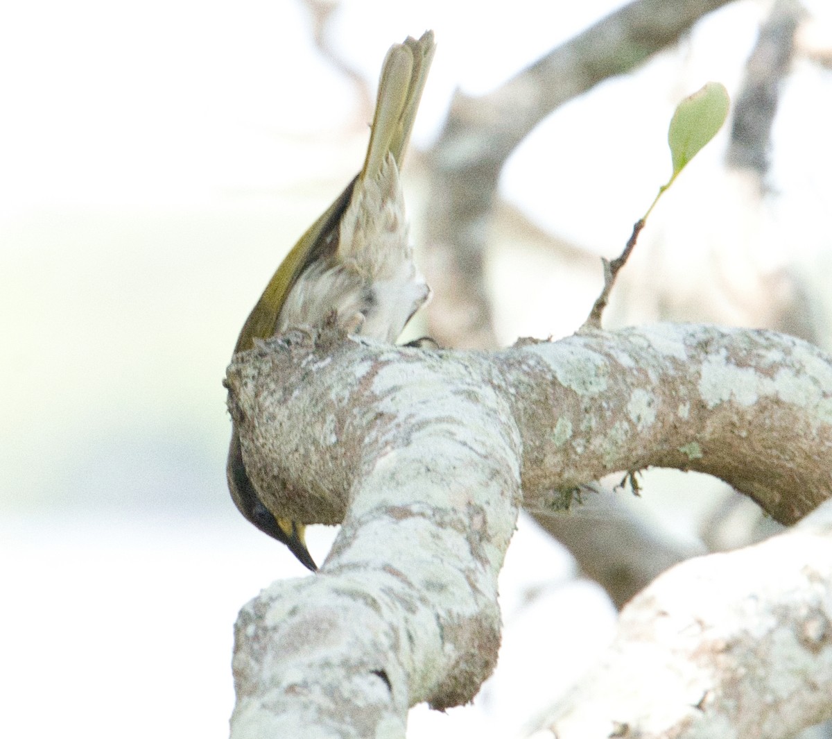 Mangrove Honeyeater - ML618948824