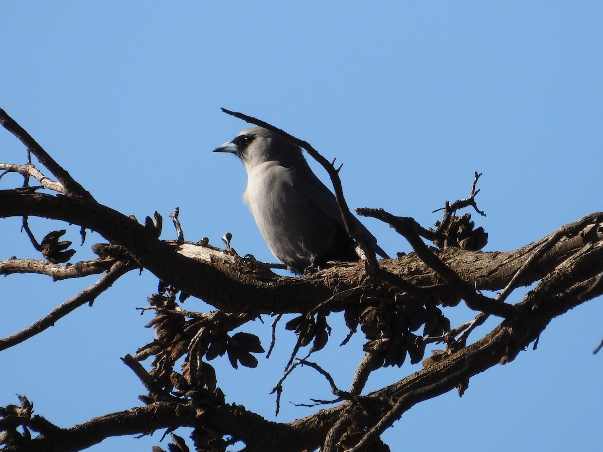 Black-faced Woodswallow - Joanne Thompson