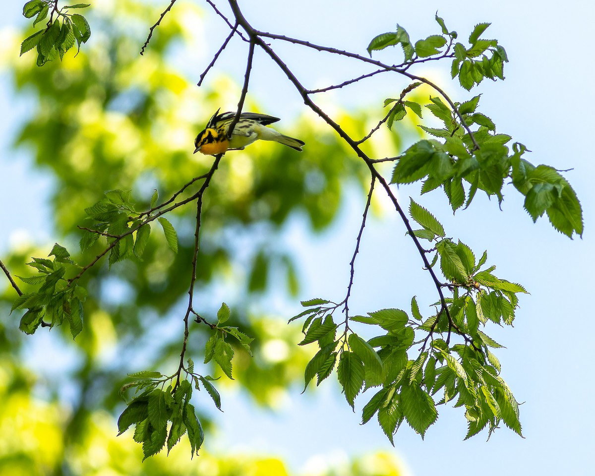 Blackburnian Warbler - Sandra Beltrao