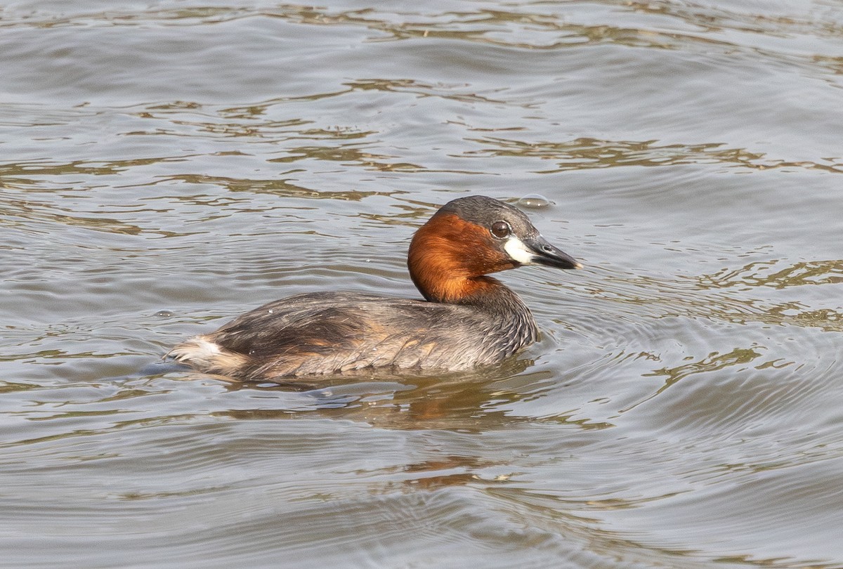 Little Grebe (Little) - ML618948840