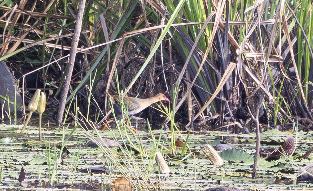 Allen's Gallinule - ML618948847