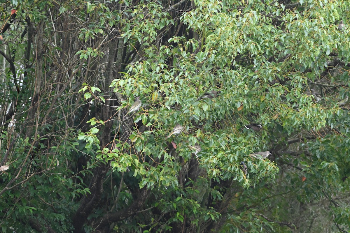 Australasian Figbird - Hitomi Ward