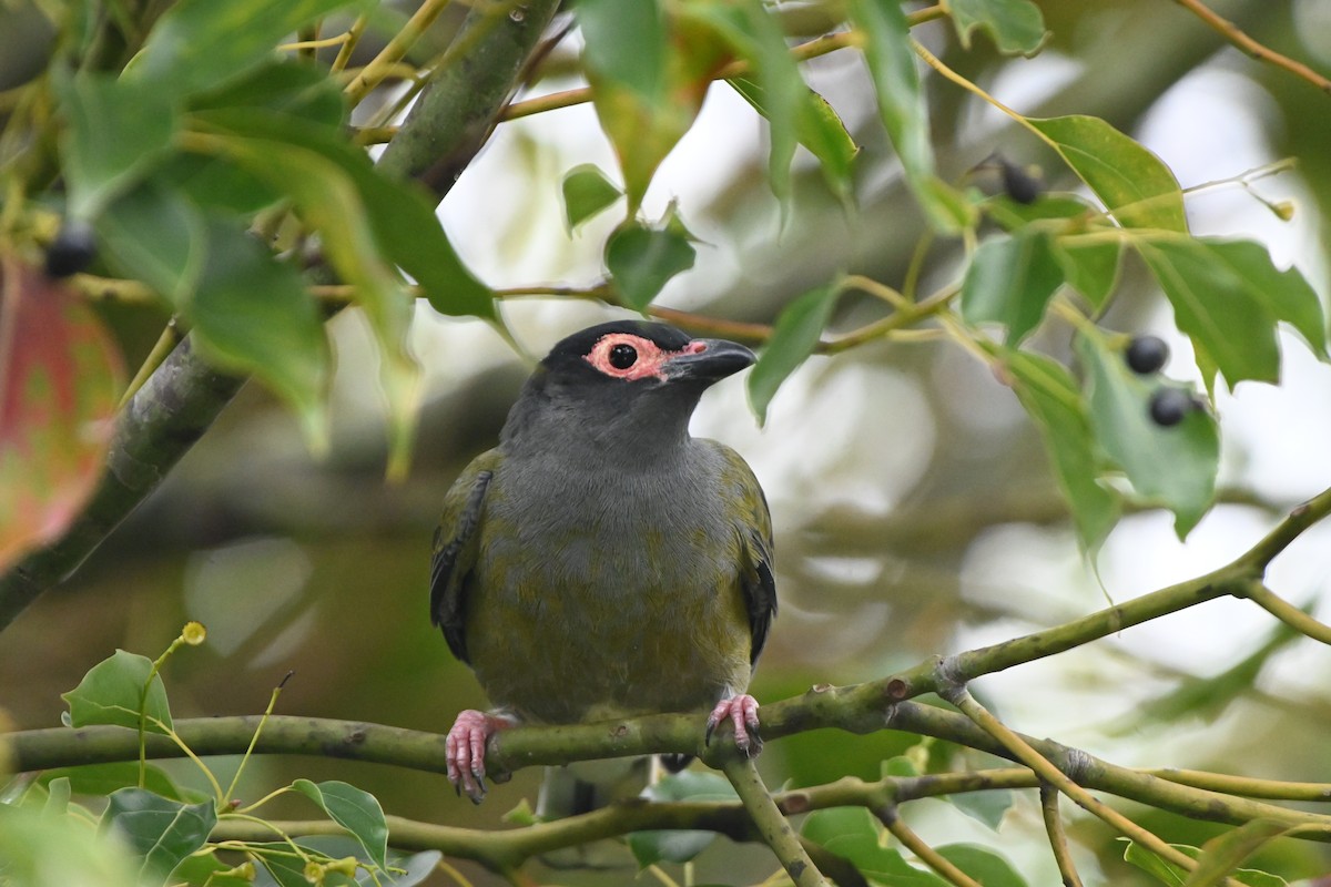 Australasian Figbird - Hitomi Ward