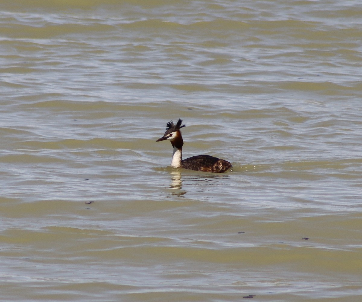 Great Crested Grebe - ML618948877