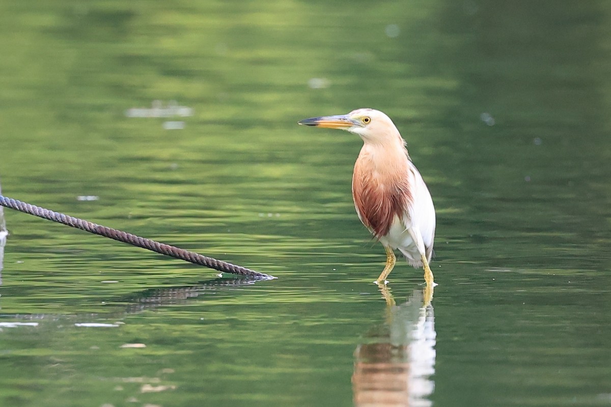 Javan Pond-Heron - Abhishek Shroti
