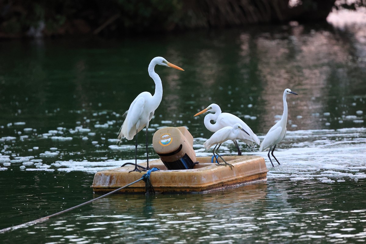 Great Egret - Abhishek Shroti