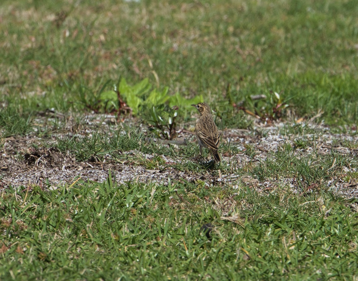 Australian Pipit - ML618948883