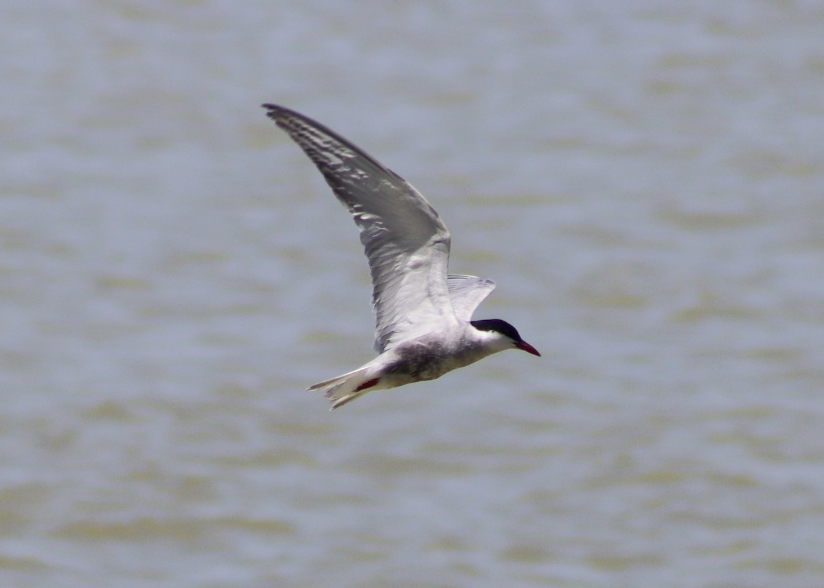 Whiskered Tern - ML618948887