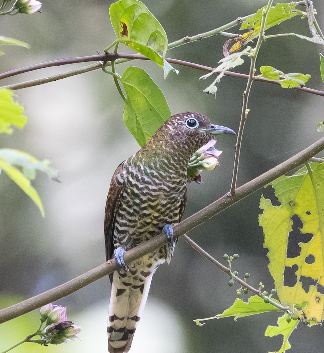 African Emerald Cuckoo (African) - Marie Lister